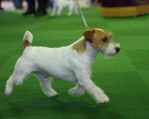Ronnie_gaiting_at_Westminster_Dog_Show_2013